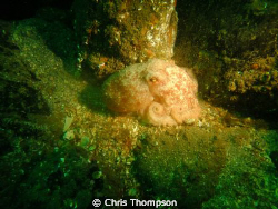 Octopus, Farne islands,Fuji200 by Chris Thompson 